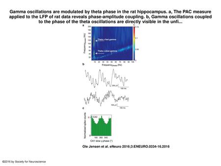 Gamma oscillations are modulated by theta phase in the rat hippocampus