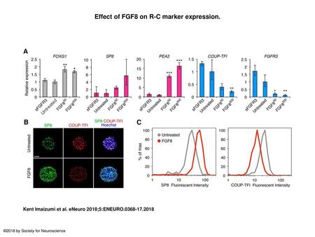 Effect of FGF8 on R-C marker expression.