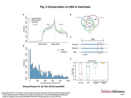 Fig. 5 Conservation of m6A in mammals.