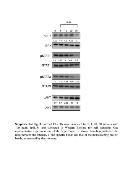 pERK ERK pSTAT1 STAT1 pSTAT3 STAT3 pAKT AKT