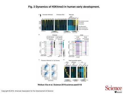 Fig. 2 Dynamics of H3K4me3 in human early development.