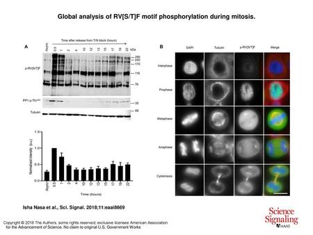 Global analysis of RV[S/T]F motif phosphorylation during mitosis.