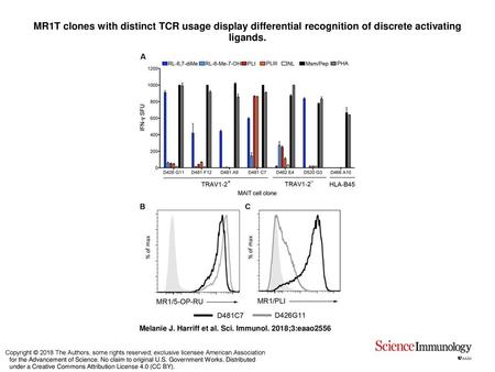 MR1T clones with distinct TCR usage display differential recognition of discrete activating ligands. MR1T clones with distinct TCR usage display differential.