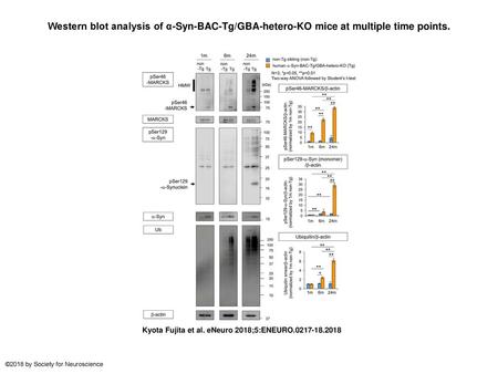 Western blot analysis of α-Syn-BAC-Tg/GBA-hetero-KO mice at multiple time points. Western blot analysis of α-Syn-BAC-Tg/GBA-hetero-KO mice at multiple.