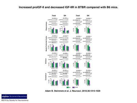 Increased proIGF-II and decreased IGF-IIR in BTBR compared with B6 mice. Increased proIGF-II and decreased IGF-IIR in BTBR compared with B6 mice. Western.