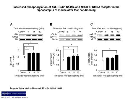 Increased phosphorylation of Akt, Girdin S1416, and NR2B of NMDA receptor in the hippocampus of mouse after fear conditioning. Increased phosphorylation.