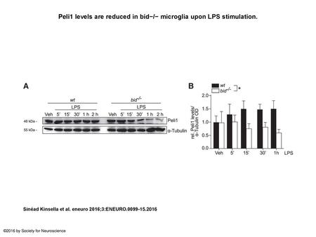 Peli1 levels are reduced in bid−/− microglia upon LPS stimulation.