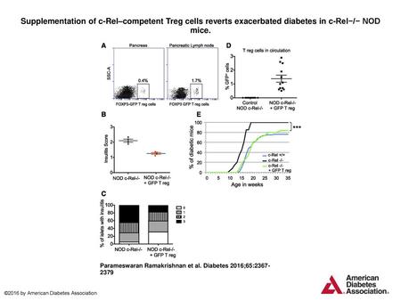 Supplementation of c-Rel–competent Treg cells reverts exacerbated diabetes in c-Rel−/− NOD mice. Supplementation of c-Rel–competent Treg cells reverts.