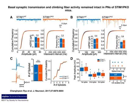 Basal synaptic transmission and climbing fiber activity remained intact in PNs of STIM1PKO mice. Basal synaptic transmission and climbing fiber activity.