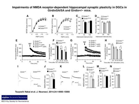 Impairments of NMDA receptor-dependent hippocampal synaptic plasticity in DGCs in GirdinSA/SA and Girdin+/− mice. Impairments of NMDA receptor-dependent.