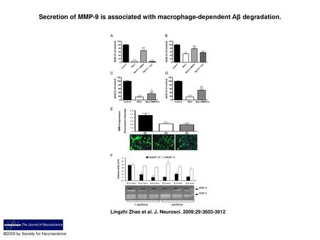 Secretion of MMP-9 is associated with macrophage-dependent Aβ degradation. Secretion of MMP-9 is associated with macrophage-dependent Aβ degradation. A,