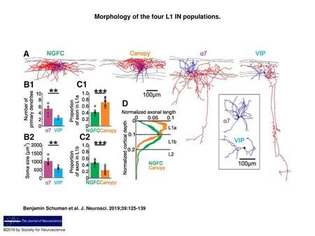 Morphology of the four L1 IN populations.