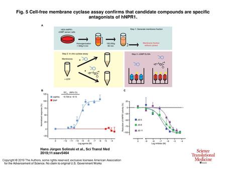 Fig. 5 Cell-free membrane cyclase assay confirms that candidate compounds are specific antagonists of hNPR1. Cell-free membrane cyclase assay confirms.