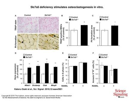 Slc7a5 deficiency stimulates osteoclastogenesis in vitro.