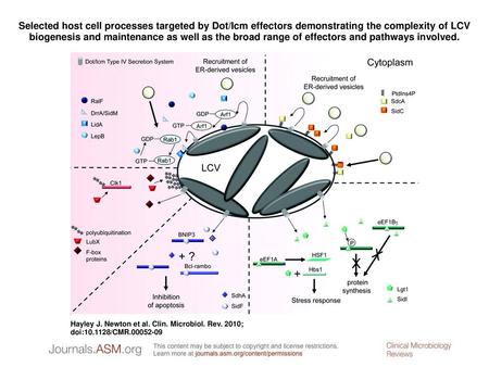 Selected host cell processes targeted by Dot/Icm effectors demonstrating the complexity of LCV biogenesis and maintenance as well as the broad range of.