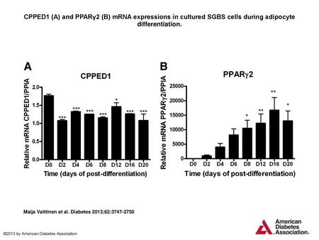 CPPED1 (A) and PPARγ2 (B) mRNA expressions in cultured SGBS cells during adipocyte differentiation. CPPED1 (A) and PPARγ2 (B) mRNA expressions in cultured.