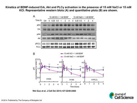 Kinetics of BDNF-induced Erk, Akt and PLCγ activation in the presence of 15 mM NaCl or 15 mM KCl. Representative western blots (A) and quantitative plots.