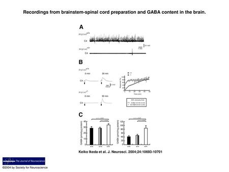 Recordings from brainstem-spinal cord preparation and GABA content in the brain. Recordings from brainstem-spinal cord preparation and GABA content in.