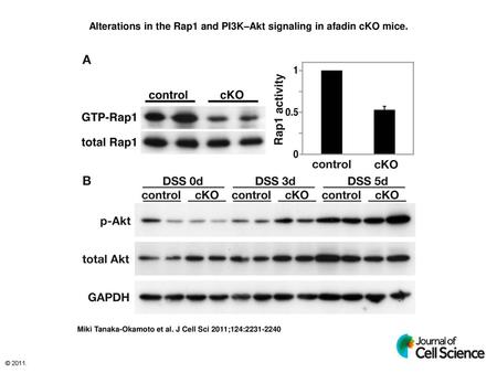 Alterations in the Rap1 and PI3K–Akt signaling in afadin cKO mice.