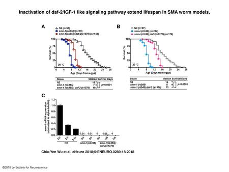 Inactivation of daf-2/IGF-1 like signaling pathway extend lifespan in SMA worm models. Inactivation of daf-2/IGF-1 like signaling pathway extend lifespan.