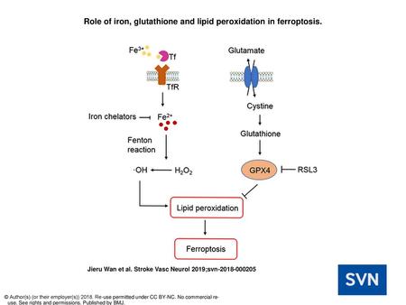 Role of iron, glutathione and lipid peroxidation in ferroptosis.