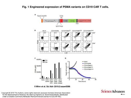 Fig. 1 Engineered expression of PSMA variants on CD19 CAR T cells.