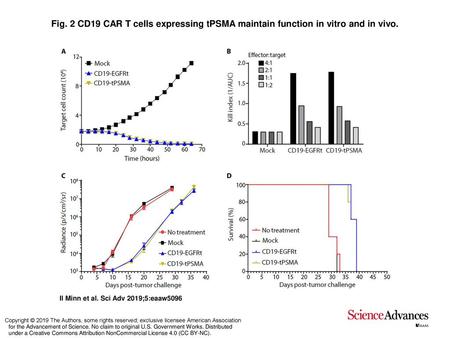 Fig. 2 CD19 CAR T cells expressing tPSMA maintain function in vitro and in vivo. CD19 CAR T cells expressing tPSMA maintain function in vitro and in vivo.