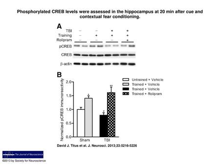 Phosphorylated CREB levels were assessed in the hippocampus at 20 min after cue and contextual fear conditioning. Phosphorylated CREB levels were assessed.