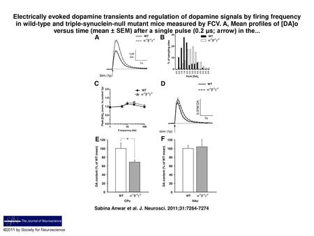 Electrically evoked dopamine transients and regulation of dopamine signals by firing frequency in wild-type and triple-synuclein-null mutant mice measured.