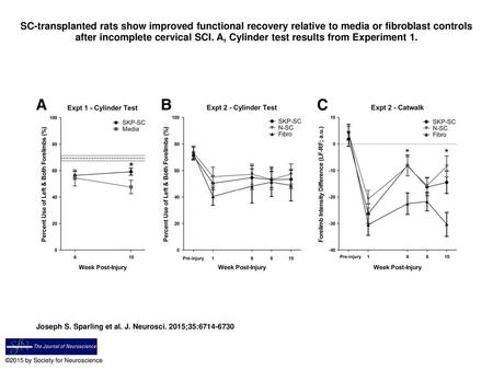 SC-transplanted rats show improved functional recovery relative to media or fibroblast controls after incomplete cervical SCI. A, Cylinder test results.