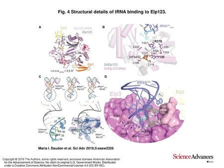 Fig. 4 Structural details of tRNA binding to Elp123.