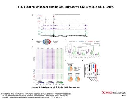 Distinct enhancer binding of CEBPA in WT GMPs versus p30 L-GMPs