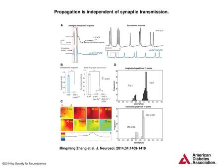 Propagation is independent of synaptic transmission.