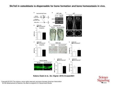 Slc7a5 in osteoblasts is dispensable for bone formation and bone homeostasis in vivo. Slc7a5 in osteoblasts is dispensable for bone formation and bone.