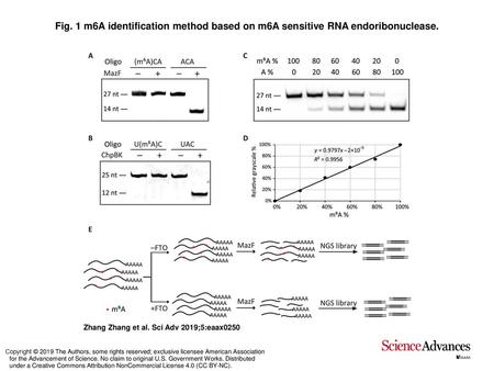 m6A identification method based on m6A sensitive RNA endoribonuclease