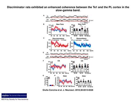 Discriminator rats exhibited an enhanced coherence between the Te1 and the PL cortex in the slow-gamma band. Discriminator rats exhibited an enhanced coherence.