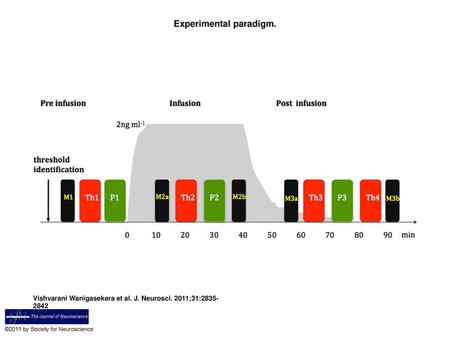 Experimental paradigm.