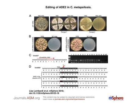 Editing of ADE2 in C. metapsilosis.