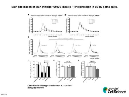 Bath application of MEK inhibitor U0126 impairs PTP expression in B2-B2 soma pairs. Bath application of MEK inhibitor U0126 impairs PTP expression in B2-B2.