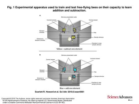 Fig. 1 Experimental apparatus used to train and test free-flying bees on their capacity to learn addition and subtraction. Experimental apparatus used.