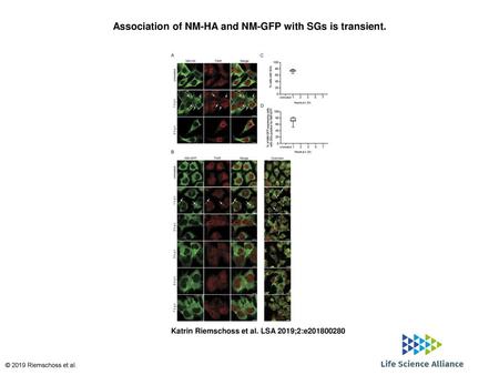 Association of NM-HA and NM-GFP with SGs is transient.