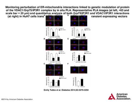 Monitoring perturbation of ER-mitochondria interactions linked to genetic modulation of protein of the VDAC1/Grp75/IP3R1 complex by in situ PLA. Representative.