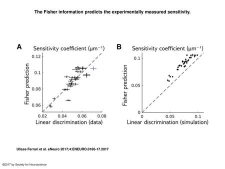 The Fisher information predicts the experimentally measured sensitivity. The Fisher information predicts the experimentally measured sensitivity. A, Sensitivity.