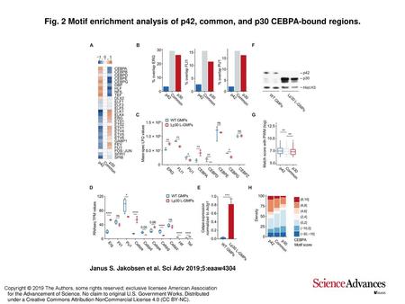 Motif enrichment analysis of p42, common, and p30 CEBPA-bound regions