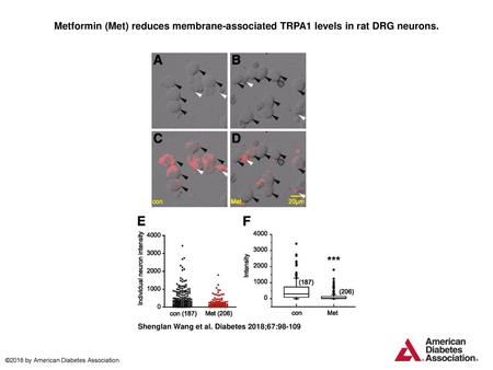 Metformin (Met) reduces membrane-associated TRPA1 levels in rat DRG neurons. Metformin (Met) reduces membrane-associated TRPA1 levels in rat DRG neurons.