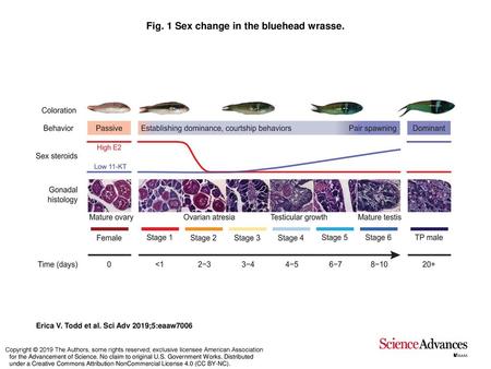 Fig. 1 Sex change in the bluehead wrasse.