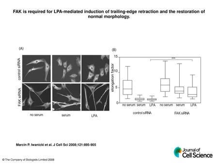 FAK is required for LPA-mediated induction of trailing-edge retraction and the restoration of normal morphology. FAK is required for LPA-mediated induction.