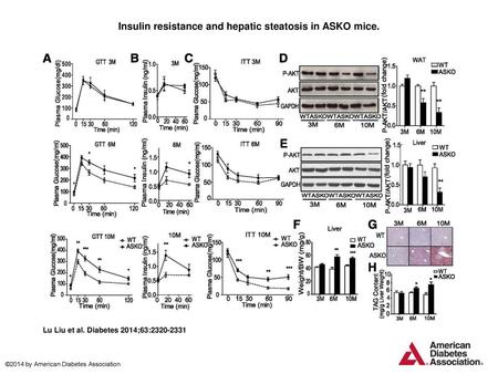 Insulin resistance and hepatic steatosis in ASKO mice.