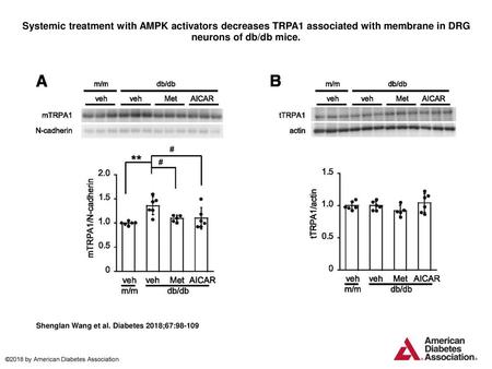 Systemic treatment with AMPK activators decreases TRPA1 associated with membrane in DRG neurons of db/db mice. Systemic treatment with AMPK activators.