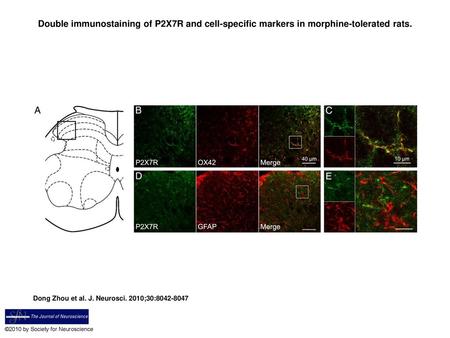 Double immunostaining of P2X7R and cell-specific markers in morphine-tolerated rats. Double immunostaining of P2X7R and cell-specific markers in morphine-tolerated.